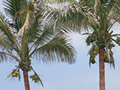stock photography Mexico Palm Trees